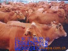 农村养殖优良品种西门塔尔牛，纯种夏洛莱肉牛、抗病、生长快