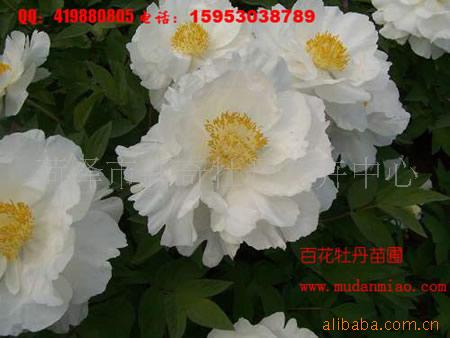 供应牡丹苗，芍药苗，牡丹切花，芍药切花，盆栽牡丹