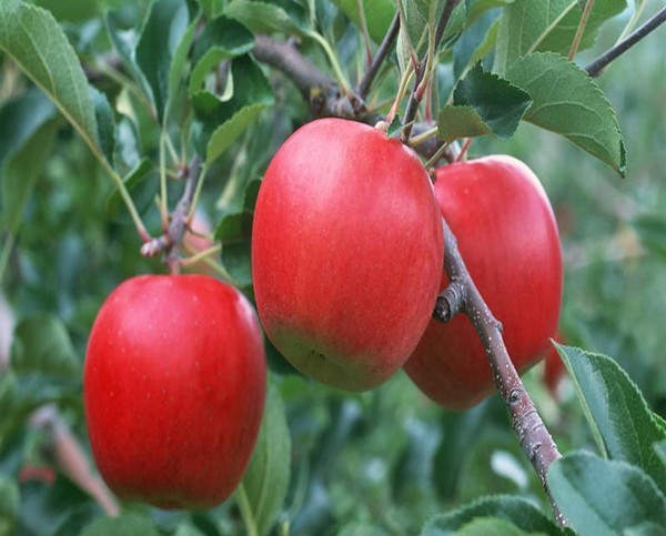 供应烟台苹果 红富士苹果价格行情 红富士苹果产地价格
