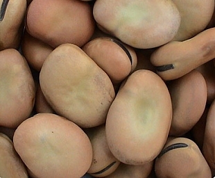 本人长期供应蚕豆