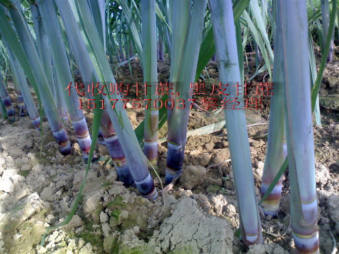 代收购，大量批发出售广西博白县三滩镇，黑皮甘蔗种子，大灰种子