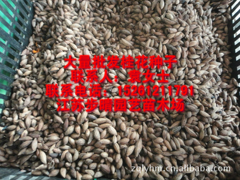 出售【金桂种子】国槐种子、花卉种子，种苗、绿化苗木等