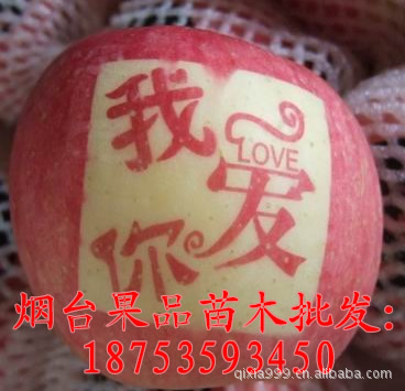 供应烟台苹果【艺术贴字苹果 烟台水晶红富士苹果批发一二级果】