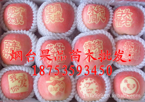 供应烟台苹果【红富士苹果套袋 烟台苹果一二级出口果】