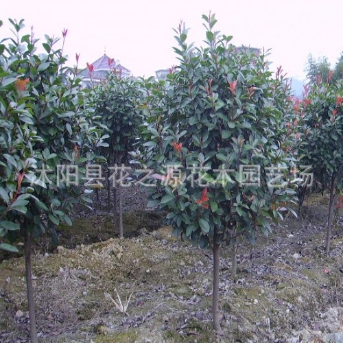 供应优质绿化苗木 独杆红叶石楠