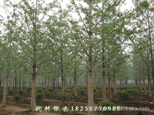 供应5公分至11公分银杏树，银杏树苗5公分至11公分量大从优