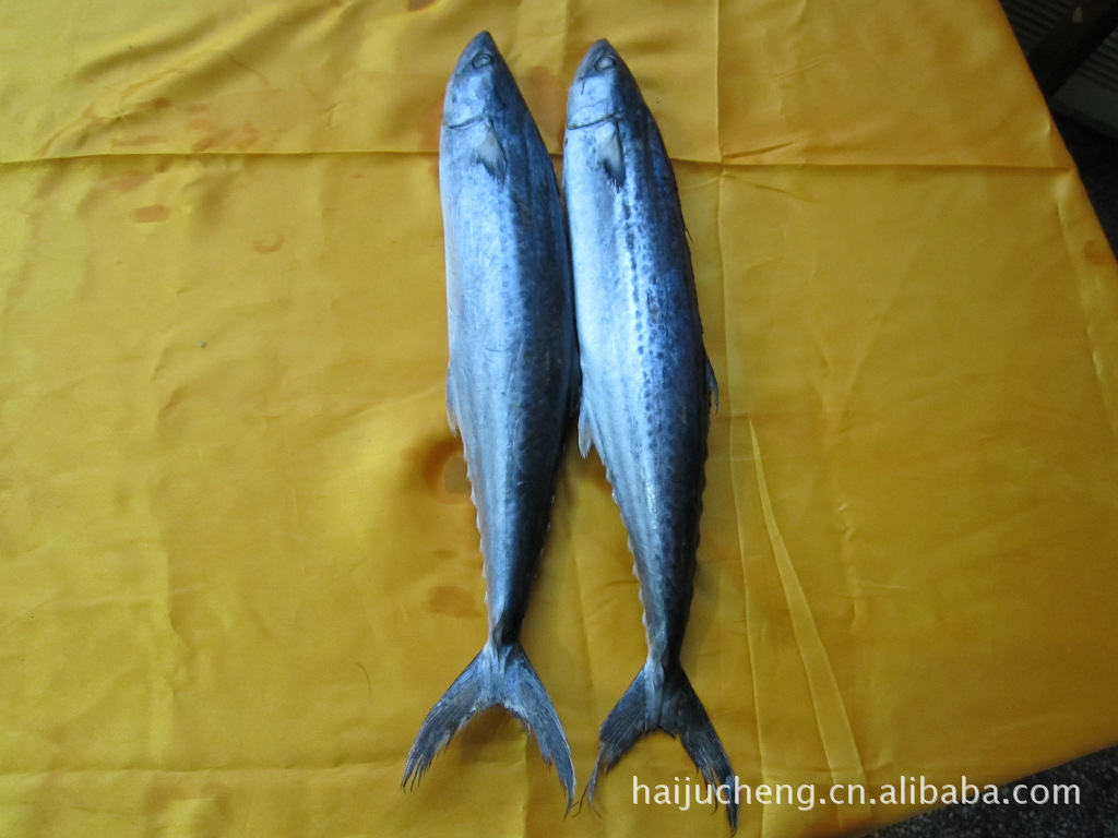 供应青岛经济技术开发区优质多种鲜活海产品 水产海鲜批发