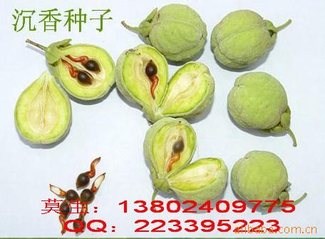 供应沉香种子 沉香苗 乔木 苗木