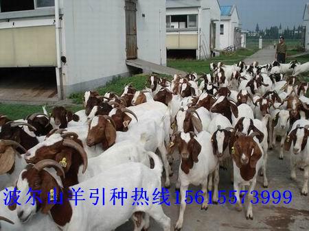 3000只母羊大促销，养殖波尔山羊到天宏牧业肉羊养殖繁育场公羊