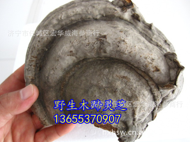 野生木蹄灵芝