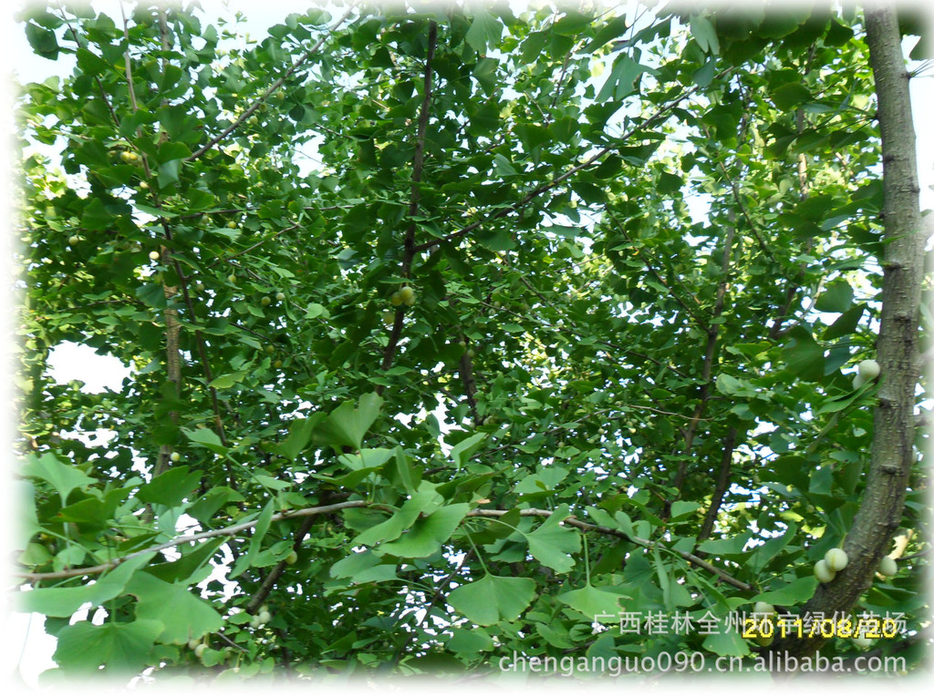 供应银杏果，银杏叶，银杏种子 桂林土特产 植物种子 银杏种子批