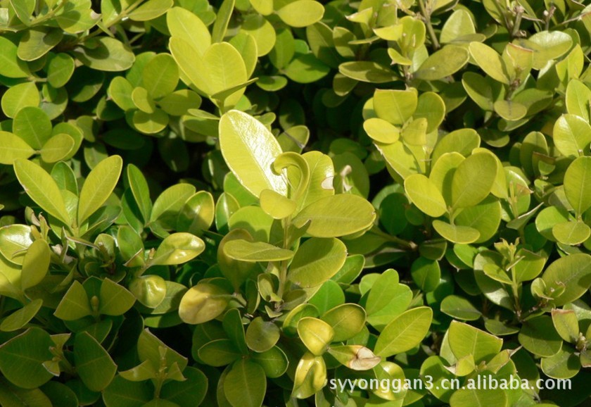 永敢花木园艺场批发黄杨等绿化苗木