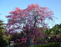 美丽异木棉 苏志和编辑