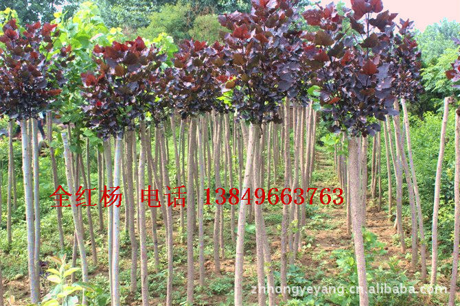中华全红杨 全红杨 红叶杨 各种绿化苗木