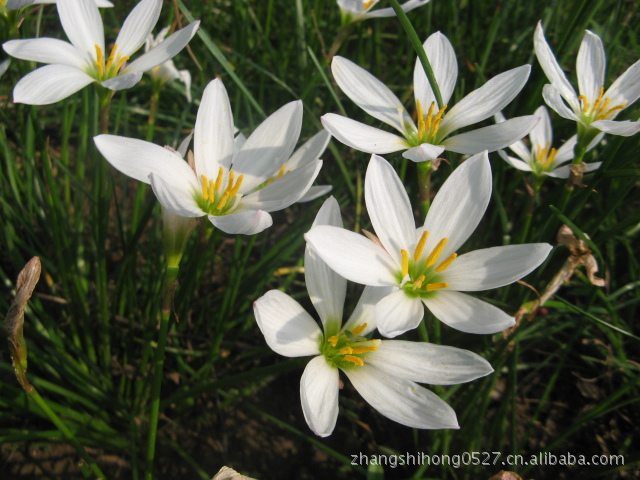 供应 绿化苗木 多年生常绿宿根花卉 葱兰