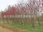 供应紫叶桃，紫叶桃苗，紫叶碧桃苗，红叶桃苗，紫叶桃基地