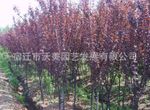 供应紫叶李，红叶李，紫叶李苗，红叶李苗，沭阳紫叶李基地