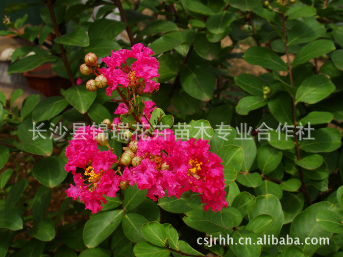 供应花卉苗木 优质紫薇花   花卉苗木 优质紫薇花