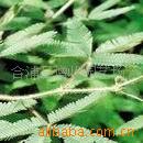 供应含羞草花卉种子种苗千粒25元