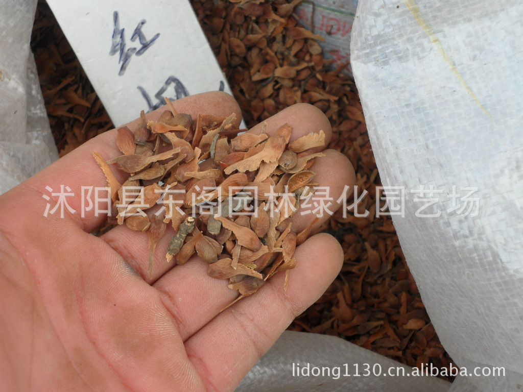 低价出售当年新种子 红枫种子