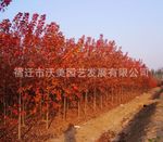 供应美国红枫，美国红枫苗，别名花槭、北方红枫、北美红枫