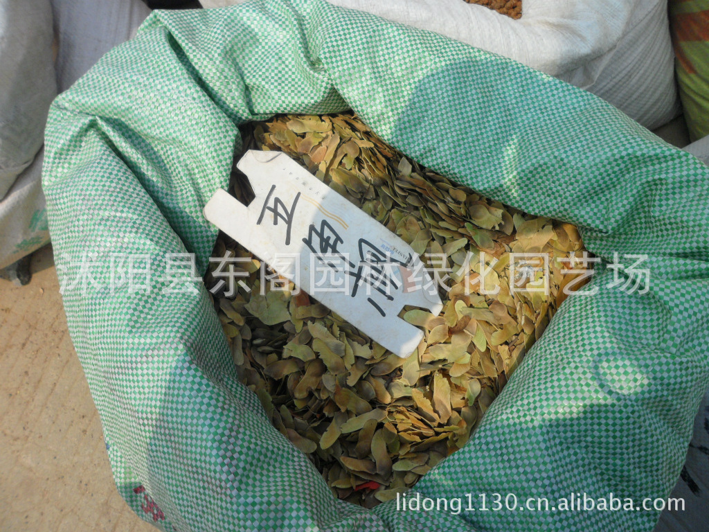 大量出售 五角枫种子 五角枫苗木绿化苗木种子