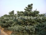 供应五针松，别名日本五须松、五钗松、日本五针松，五针松基地