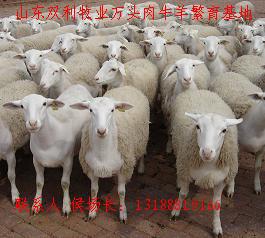 农村致富不必经商 养殖改良肉羊奔小康 种羊羔养殖技术育肥利润