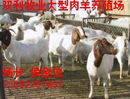 育肥肉羊波尔山羊品种 波尔山羊养殖技术 波尔山羊育肥繁殖利润