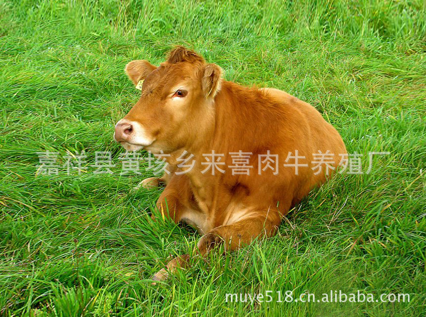 山东大地牧业供应肉牛肉羊肉牛养殖