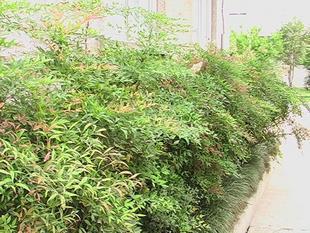 花木种子 南天竹种子 南天竺种子 红天竹种子