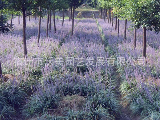 供应兰花三七，兰花三七苗，花卉苗木，兰花三七基地