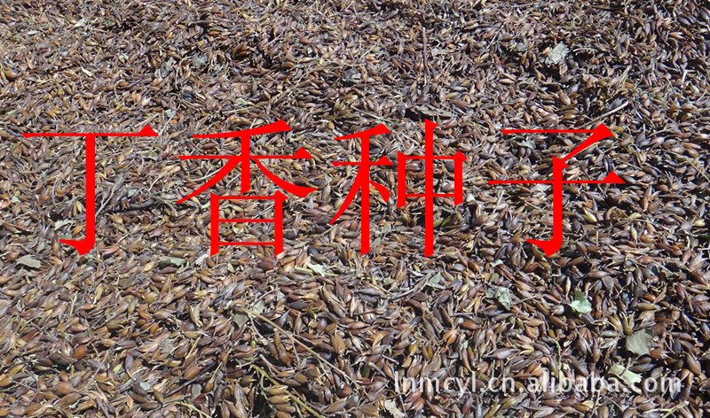 批发树苗丁香种子   树苗   种子