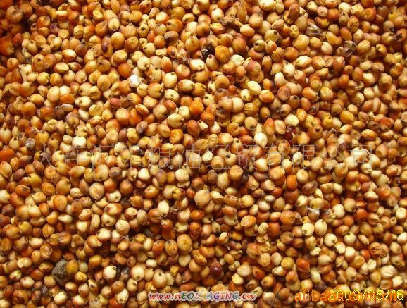 供应   优质    辽宁产红高粱