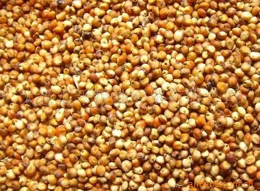 供应     优质           酿酒高粱