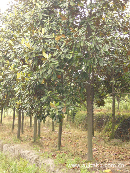 河南潢川苗木基地供应各种乔木，花灌木，地被，色块苗木