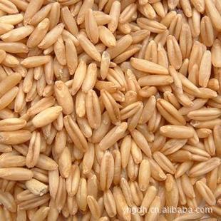 冲冠特价促销 优质燕麦米 五谷杂粮 新麦米 百岁老人长寿秘诀