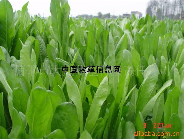 蒋军菊苣种子 优质高产牧草 四季鲜草 鸡 鹅 必备