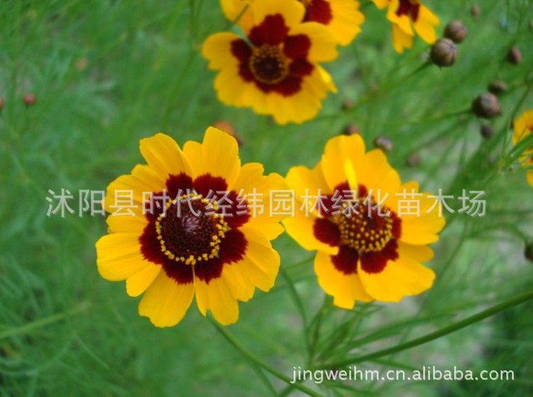 供应蛇目菊,又名小波斯种子