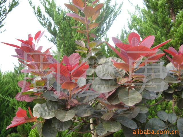 供应花卉苗木-美国红栌等绿化苗木