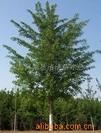 江苏供应各种苗木花卉种子(图)