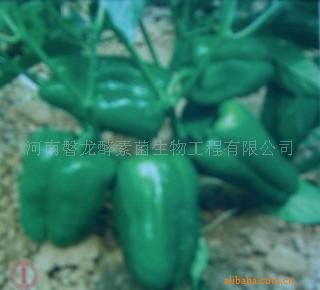 供应D椒十号甜椒种子(图)