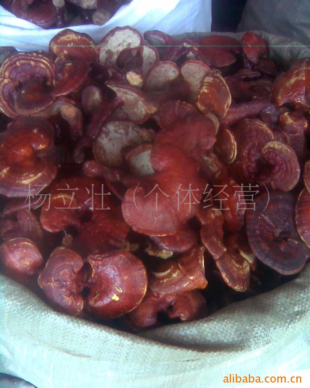 供应灵芝，家植红灵芝