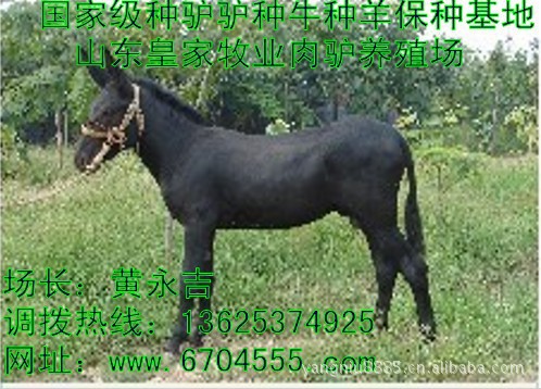 皇家牧业常年供应：肉驴、公驴、德州驴
