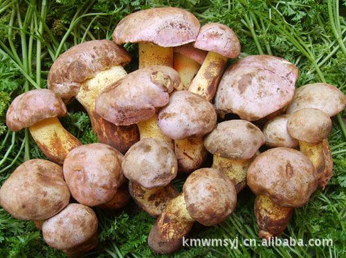 批发冰冻白葱菌 野生白葱菌 野生菌 食用菌
