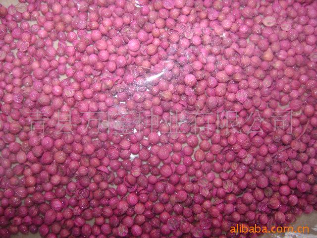 厂家直销供应优质香菜种子