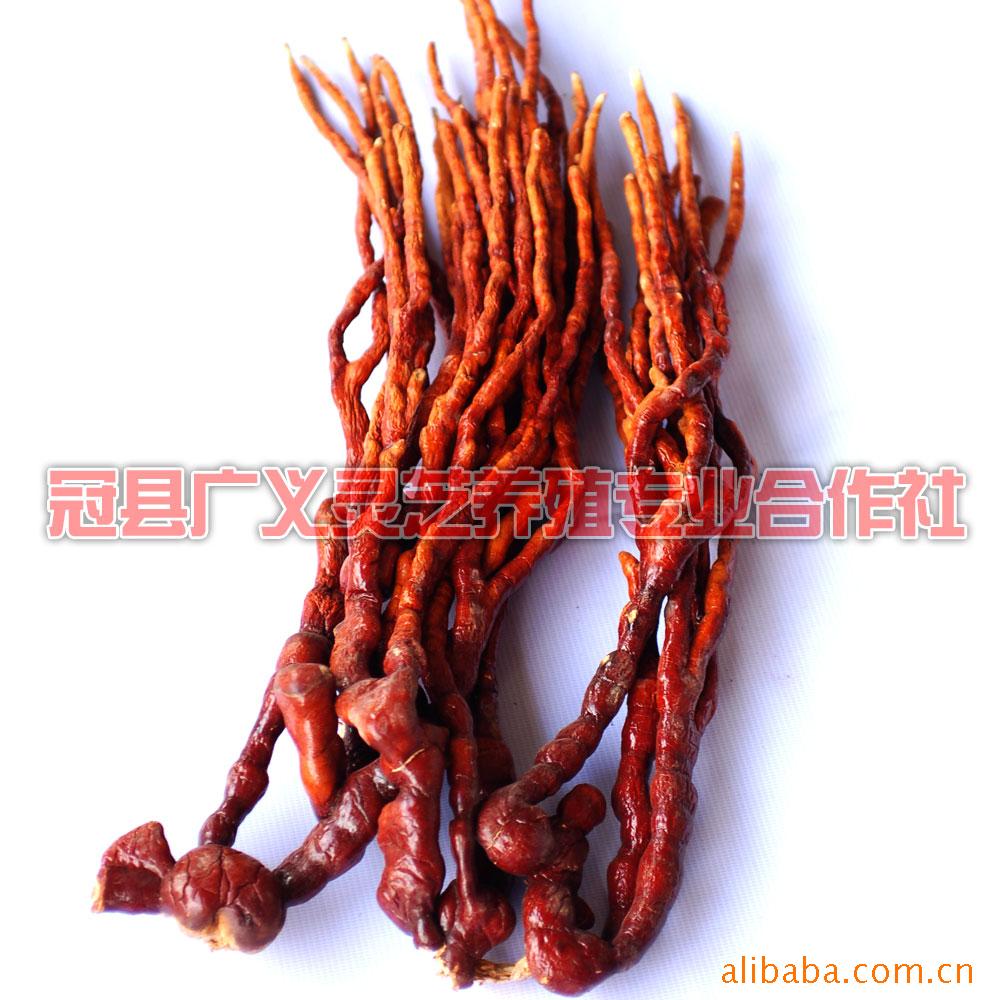 供应灵芝草（鹿角灵芝）