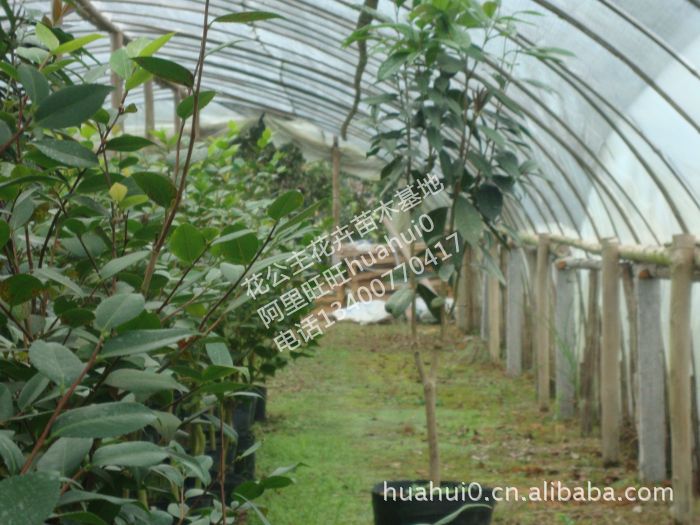 花卉种子种苗盆景风景树花木花苗园林绿化苗木苗圃 金花茶