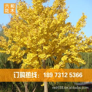 园林绿化苗木【银杏树】2~20公分 苗木基地现货 包上车手续