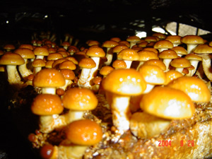 产地供应滑子菇